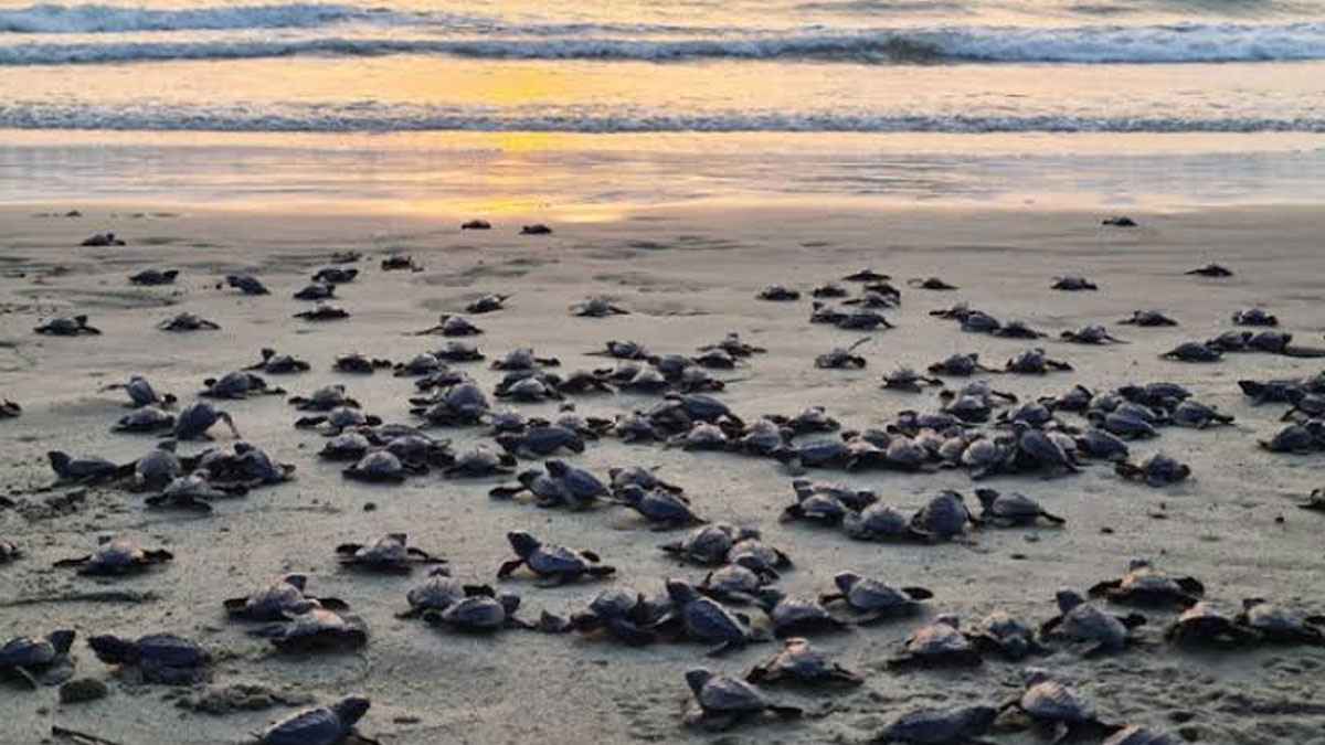 কক্সবাজার সৈকতে অবমুক্ত হলো ২৫০ কাছিমছানা