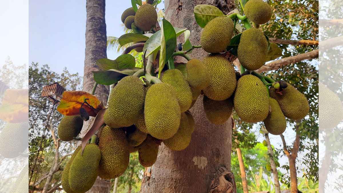গাছে গাছে কাঁঠালের মুচি