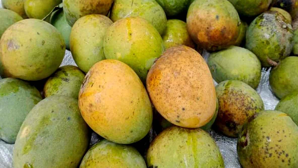 ৫ মে বাজারে আসবে সাতক্ষীরার আম