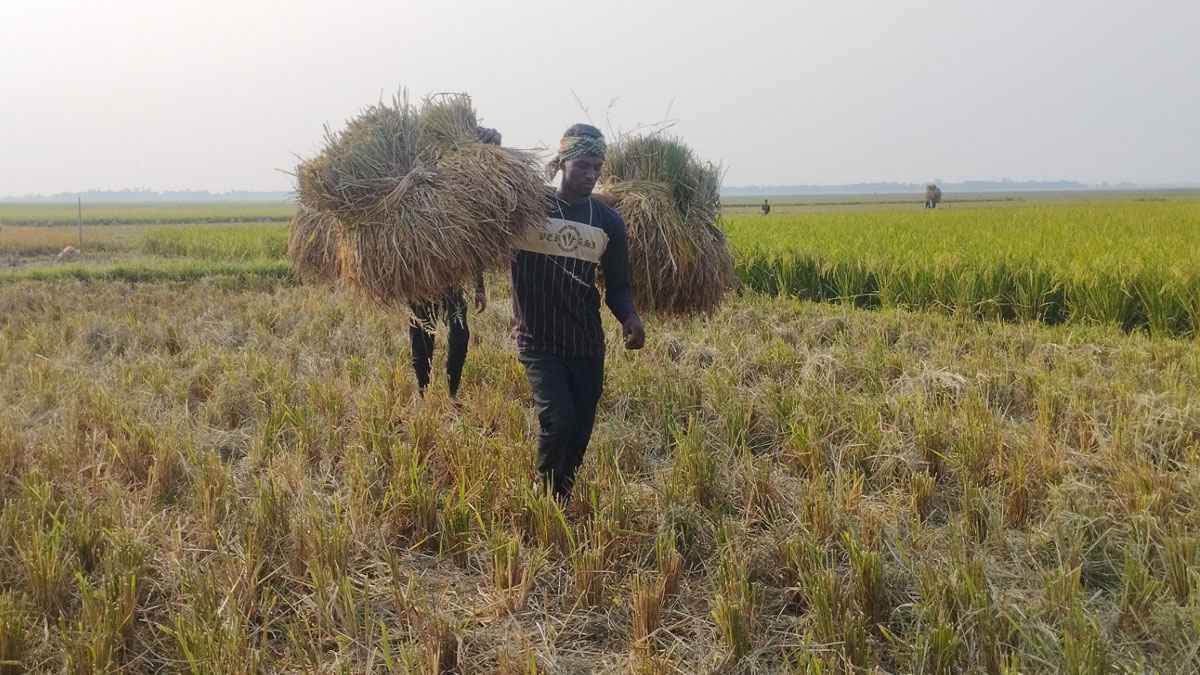 হাওরপারে আমনের পর বোরো ফসলেও ক্ষতির শঙ্কা