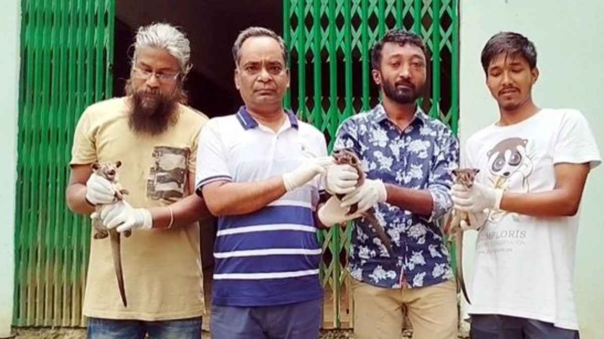 মৌলভীবাজারে বিলুপ্তপ্রায় তিন গন্ধগোকুলের বাচ্চা উদ্ধার