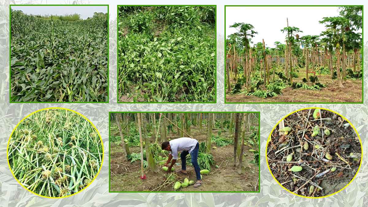 ঠাকুরগাঁওয়ে কালবৈশাখীর তাণ্ডব, ৬৫ হেক্টর জমির ফসল ক্ষতিগ্রস্ত