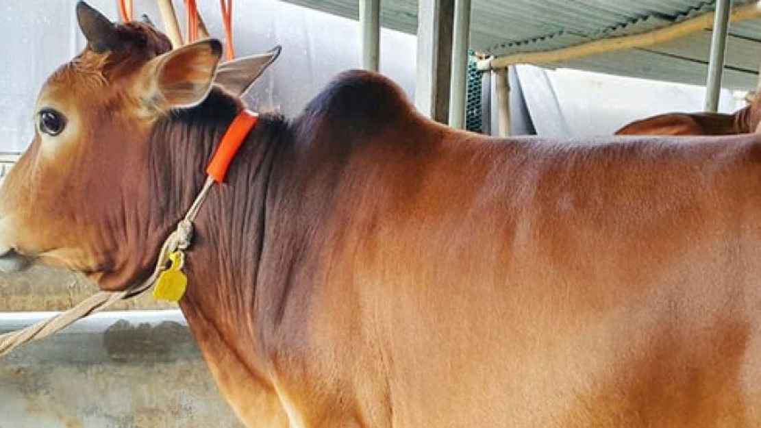 ঋণ করে কোরবানি করার বিধান কী