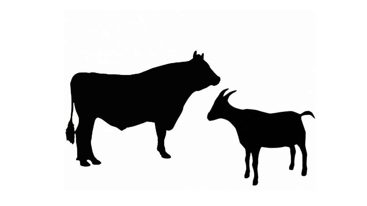 কোরবানি করবেন? ১০টি জরুরি বিষয় জেনে রাখুন