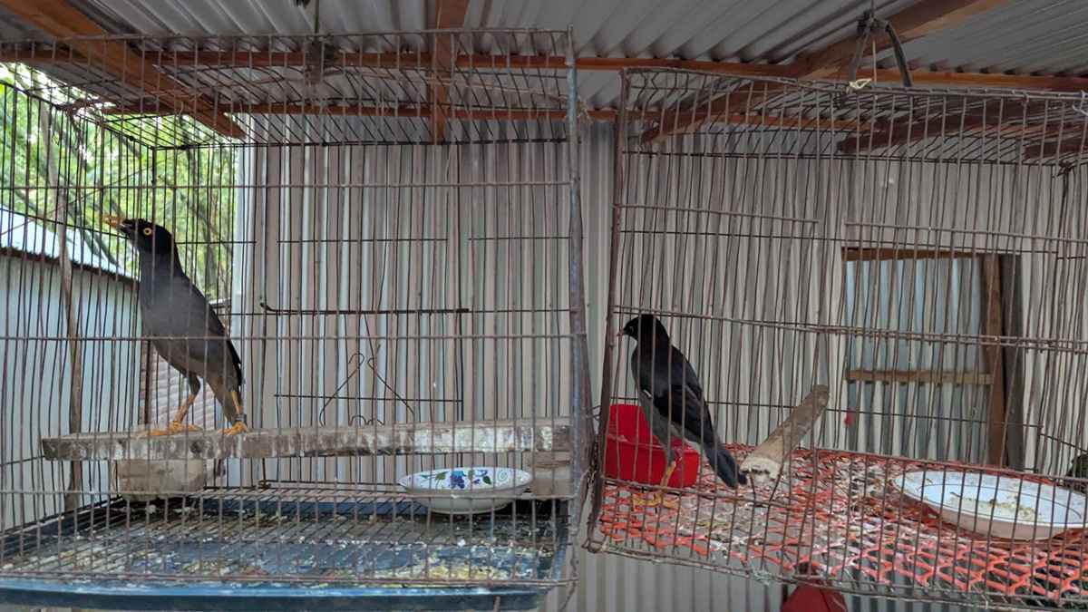 মানুষের মত কথা বলছে কুড়িয়ে পাওয়া দুটি শালিক