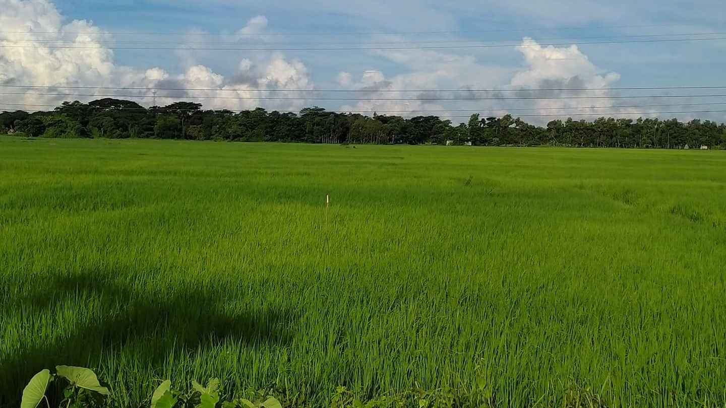 ছাগলে ধান খাওয়া নিয়ে সংঘর্ষে কৃষক নিহত