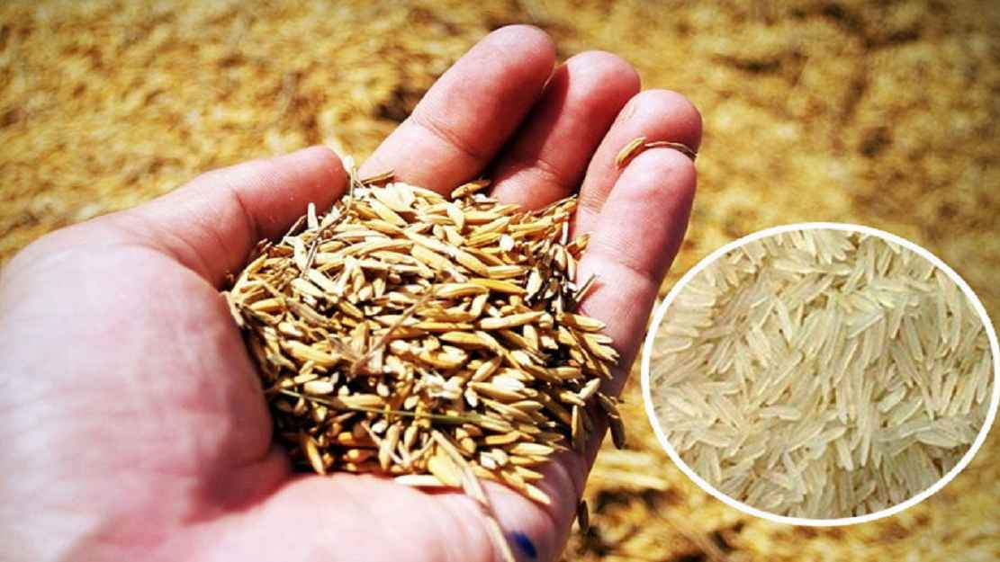 ৩৬ টাকায় ধান, ৪৯ টাকায় চাল কিনবে সরকার