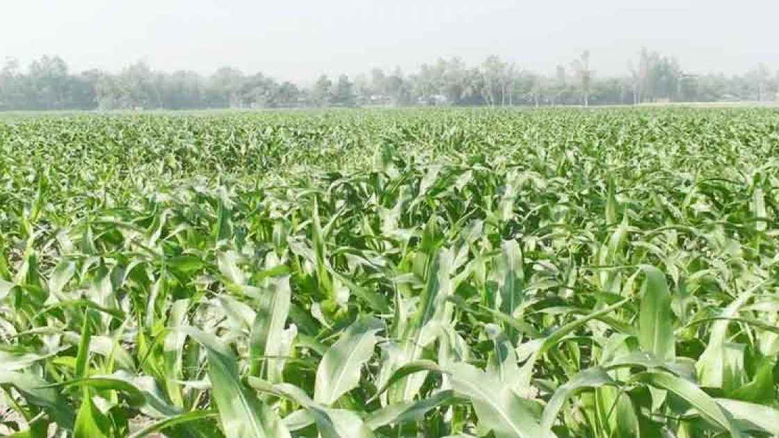 ভুট্টার পাতা কাটা নিয়ে দ্বন্দ্বে যুবককে কুপিয়ে হত্যা