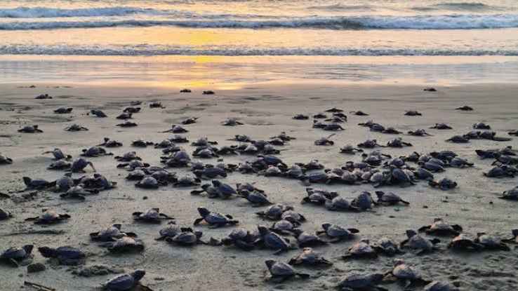 সমুদ্র সৈকতে ৪৮৬ কাছিমছানা অবমুক্ত