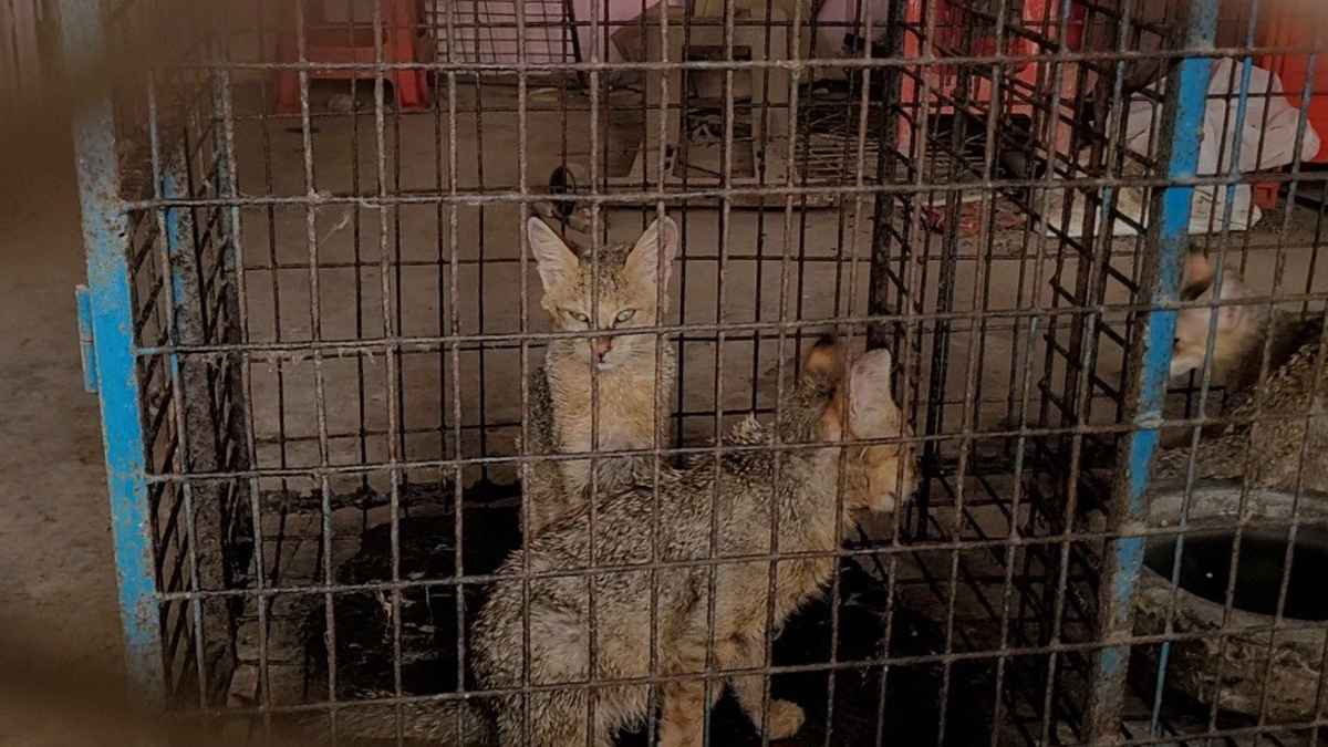 গজনী অবকাশ কেন্দ্রের চিড়িয়াখানা থেকে ১৭ বণ্যপ্রাণী জব্দ