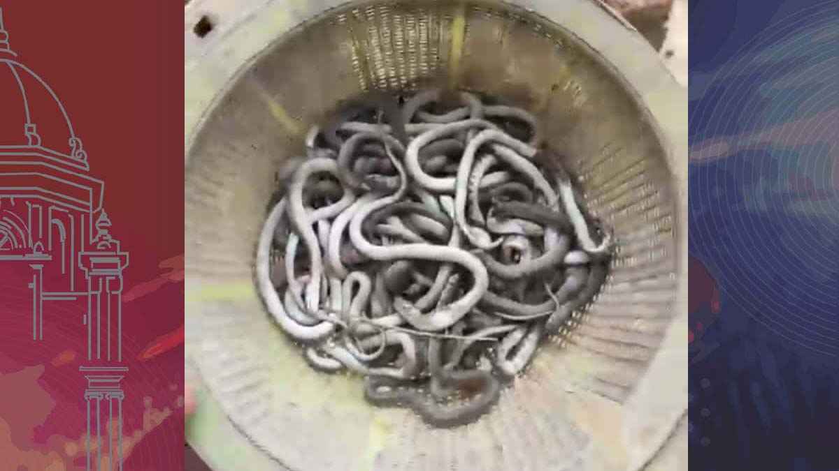 প্রবাসীর ঘরে মিলল ৬৯ গোখরা সাপের বাচ্চা