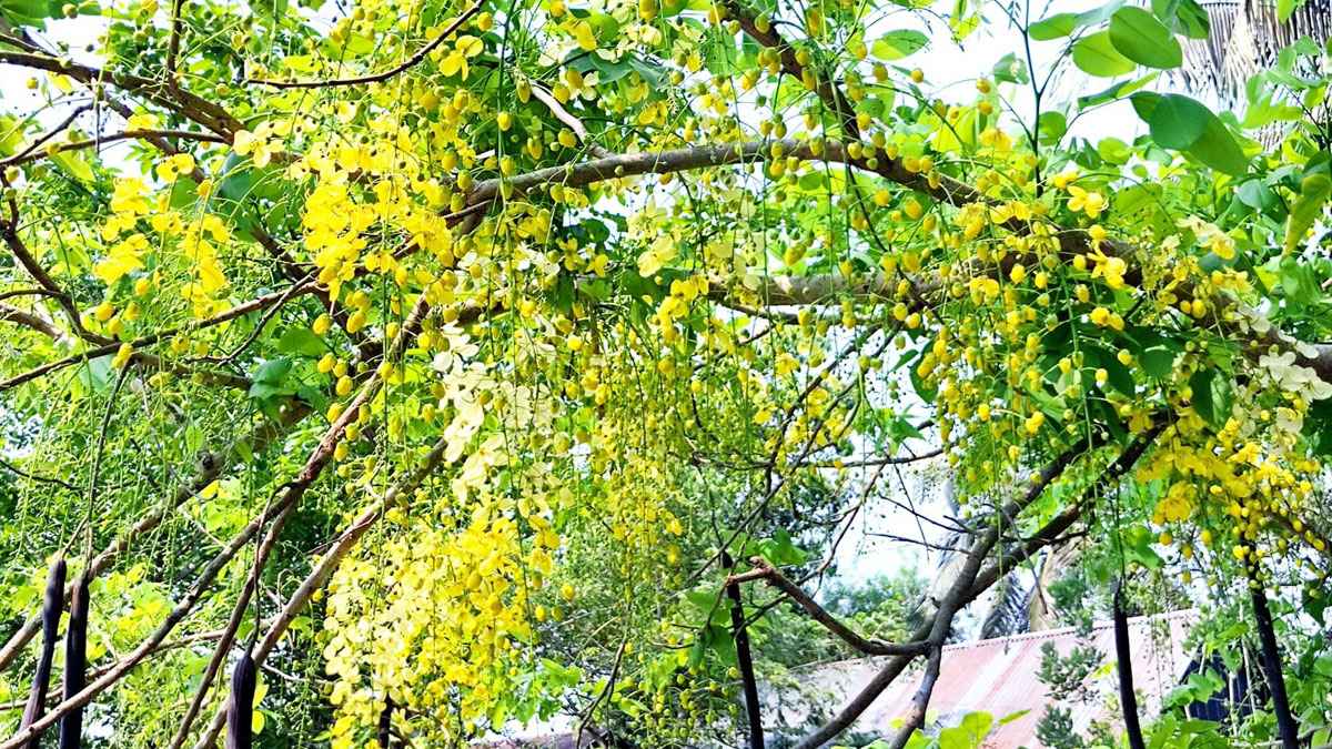 কুমিল্লার গ্রামীণ প্রকৃতিতে সোনালু ফুলের চোখধাঁধানো সৌন্দর্য