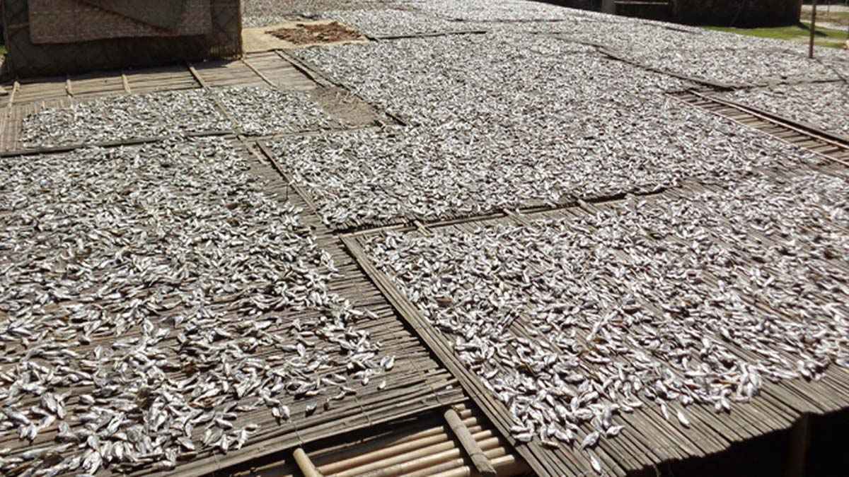 প্রাকৃতিক জলাশয়ে মাছ কমায় বিপাকে শুঁটকি উৎপাদনকারীরা