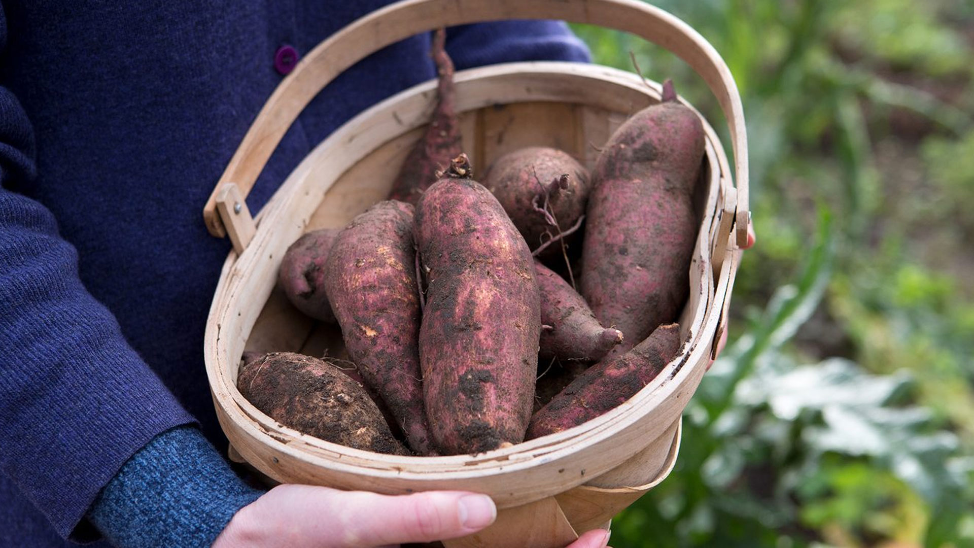 sweet-potato4 sweet-potato4