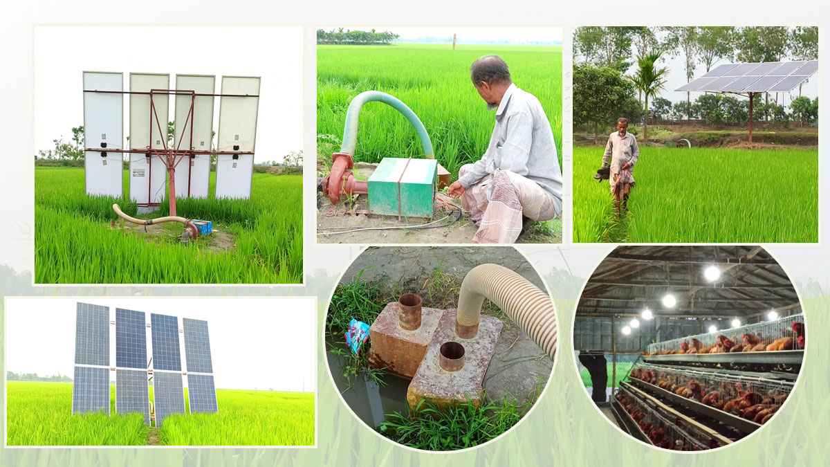 সলেমানের সোলার সেচে ঠাকুরগাঁওয়ের ১১০০ কৃষকের মুখে হাসি