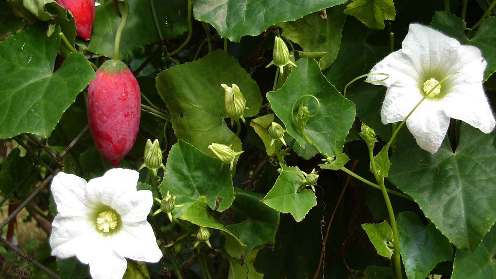 অবহেলিত এই শাকের গুণ জানলে অবাক হবেন