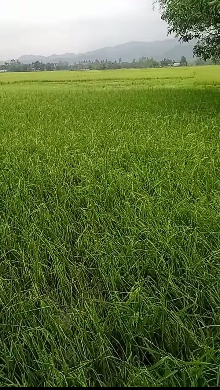 thumbnail_1000067845