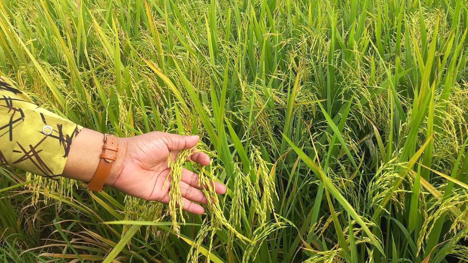 যে ধান ক্ষেতের পাশ দিয়ে গেলেই সুগন্ধ পাওয়া যায়