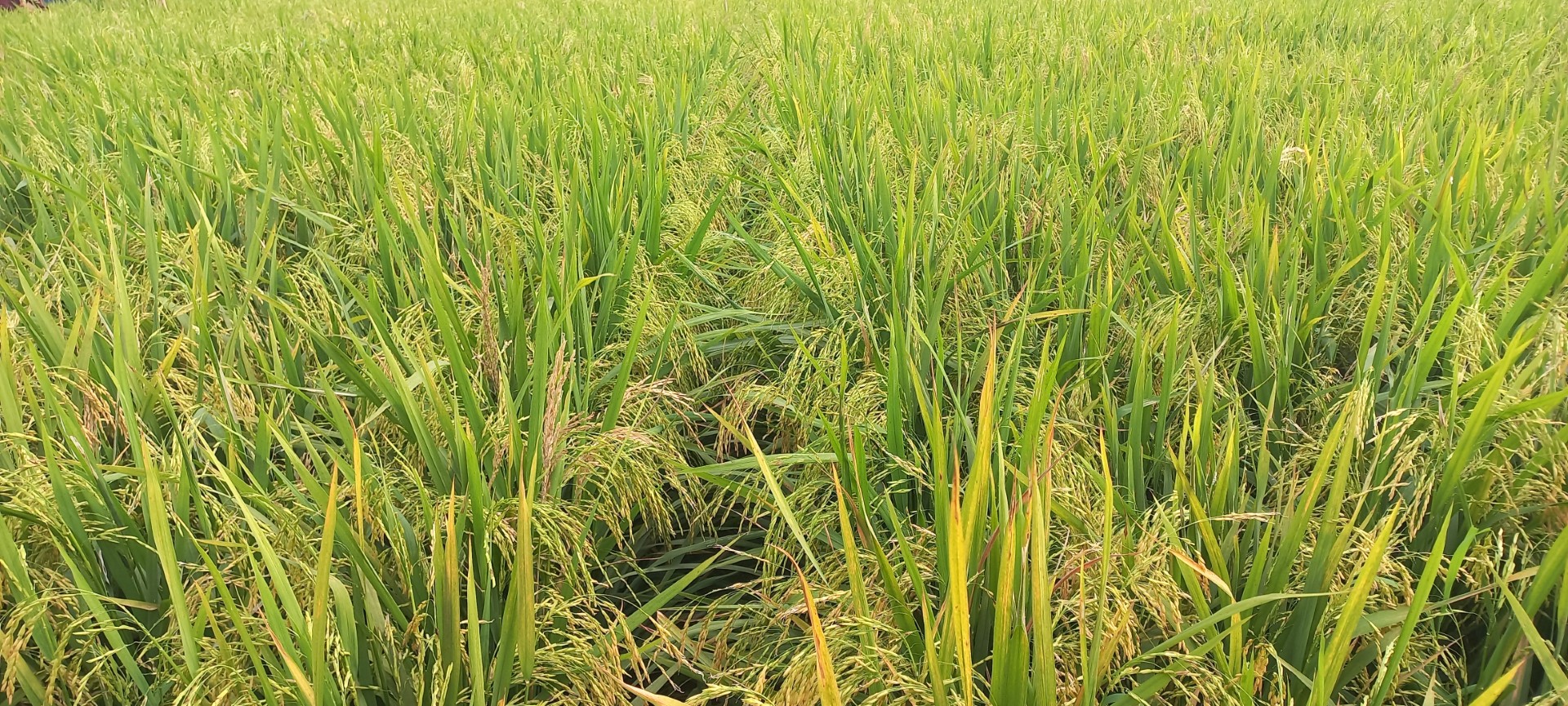 thumbnail_20250422_160915