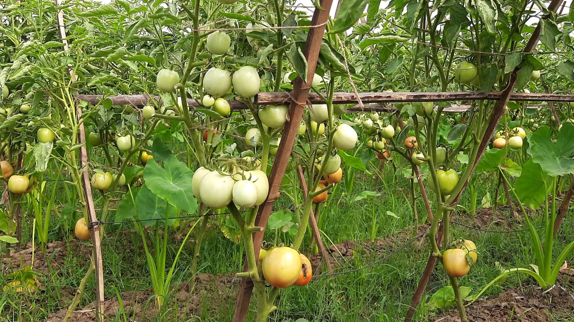 thumbnail_Habiganj-1018184_(1)