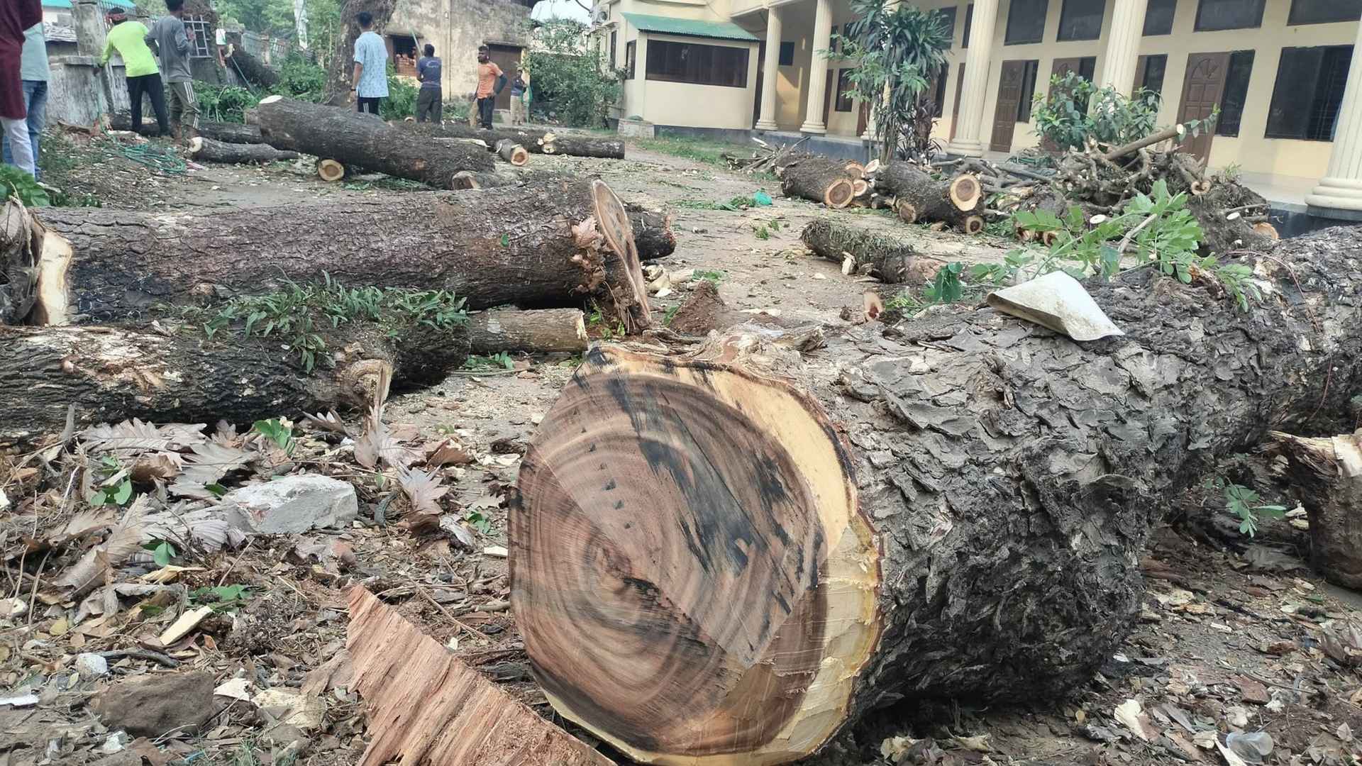 শতবর্ষী গাছ কাটায় পরিবেশবাদীদের ক্ষোভ