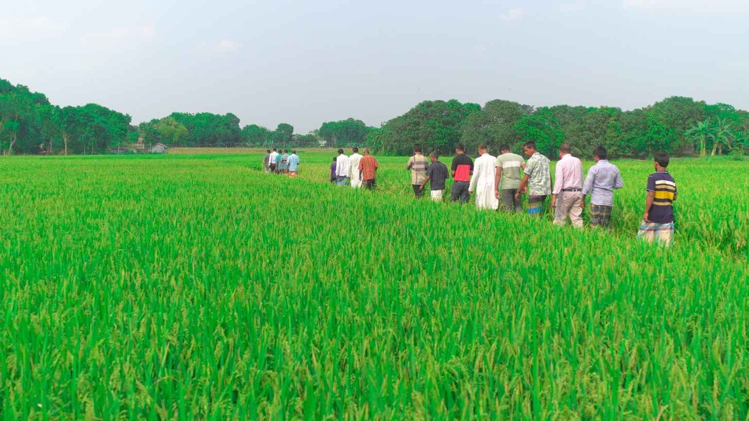 যশোরে জৈব বায়োলিডে বাড়ছে ধানের ফলন