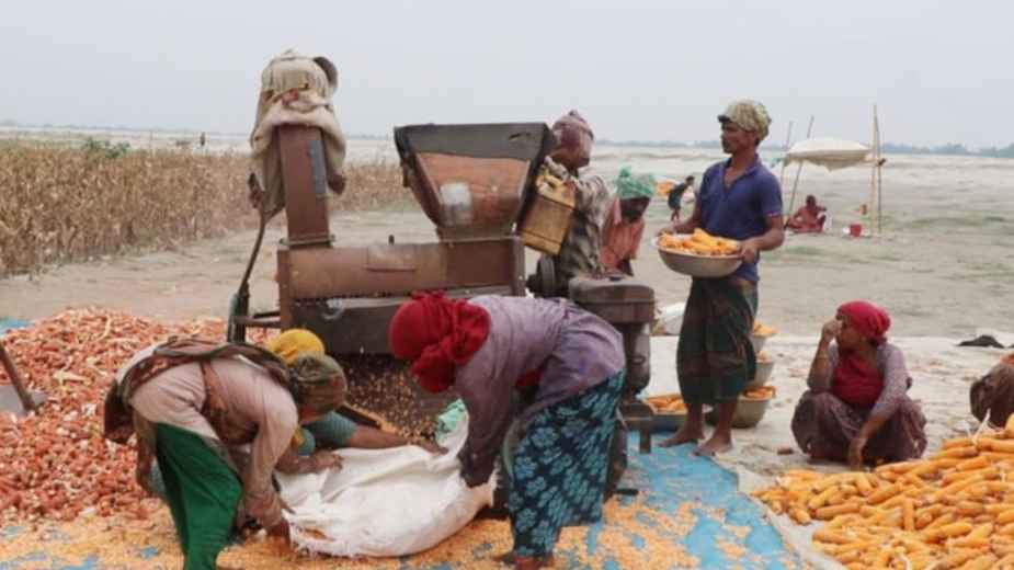 ভুট্টায় যেন তাদের প্রাণ