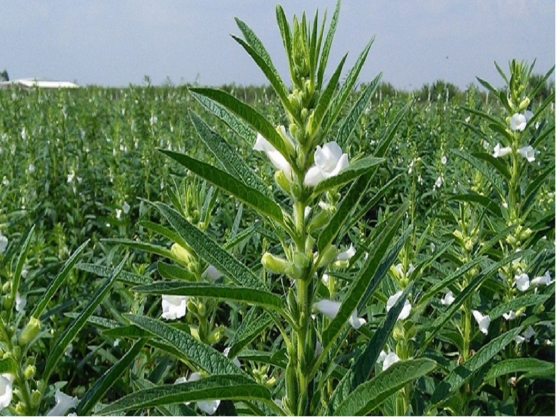তিল