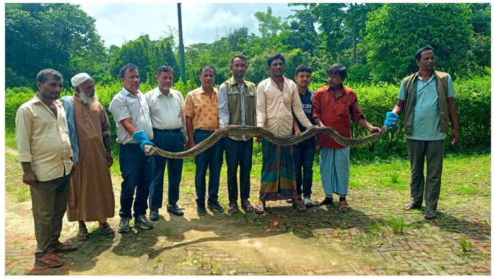 রামুতে ১৫ ফুট লম্বা অজগর উদ্ধার