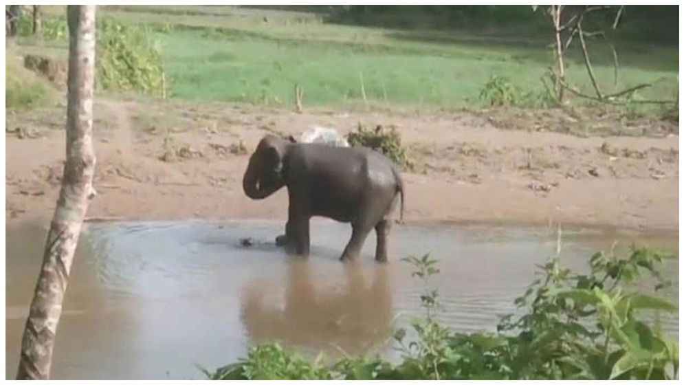 হাতিকে চিকিৎসা দিতে গিয়ে ১৫ বনকর্মী আহত