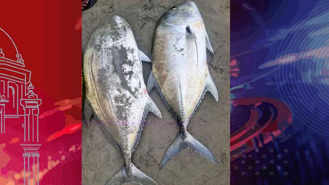 সেন্টমার্টিন সাগরে পাওয়া যাচ্ছে বড় আকারের মাছ