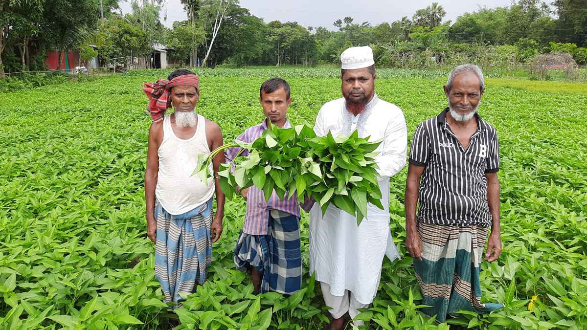 গিমা কলমি শাক চাষে কৃষকের সফলতা