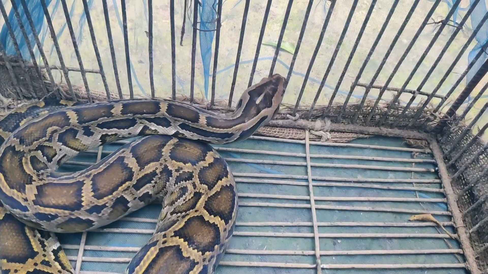 চুয়াডাঙ্গায় ধানখেত থেকে ১০ ফুট লম্বা অজগর উদ্ধার