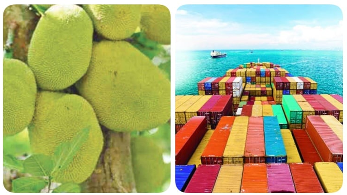 সমুদ্রপথে প্রথমবারের মতো সাড়ে ৩ টন কাঁঠাল রফতানি