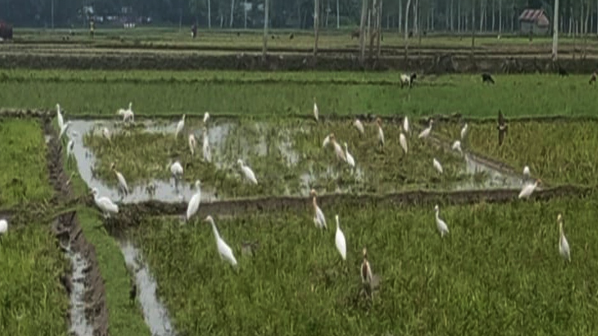 কৃষি মাঠে বকের ঝাঁক, পথচারীরা মুগ্ধ