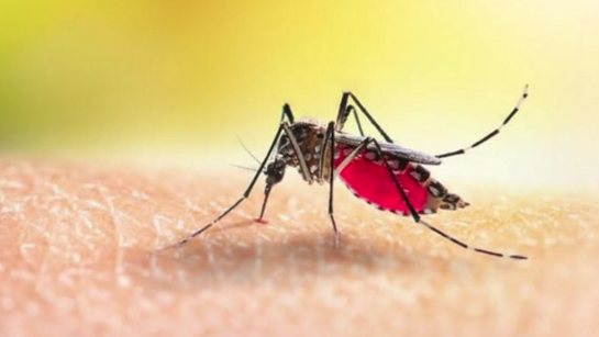 বরগুনায় ডেঙ্গু আক্রান্ত ছাড়িয়েছে ৫ হাজার, মৃত ৩৯