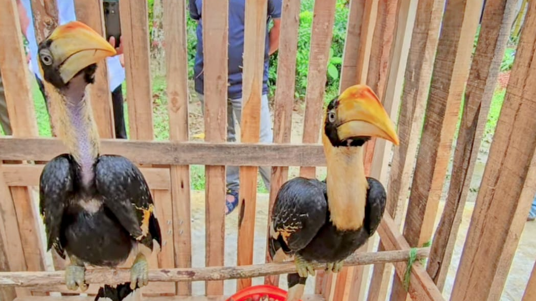 বন বিভাগের অভিযানে বান্দরবানে ২টি ধনেশ পাখি উদ্ধার