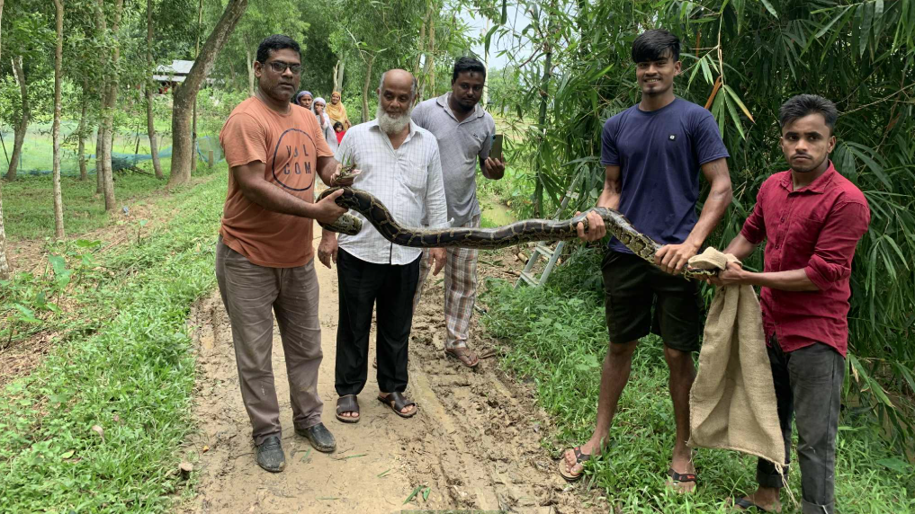 বাঁশঝাড়ে পাওয়া গেল অজগর