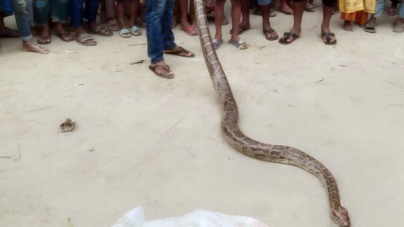 উলিপুরে ১০ ফুট দৈর্ঘ্যের অজগর সাপ উদ্ধার 