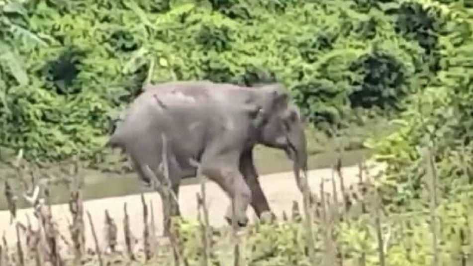 সীমান্তে মাইন বিস্ফোরণে আহত হাতির চিকিৎসা চলছে