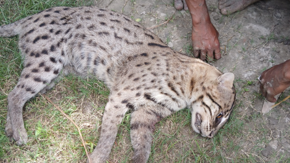 শৈলকুপায় আহত মেছো বাঘকে পিটিয়ে মারলো এলাকাবাসী