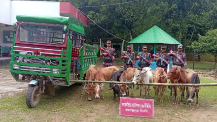শেরপুর সীমান্তে অবৈধভাবে পাচারের সময় ৮ গরু জব্দ