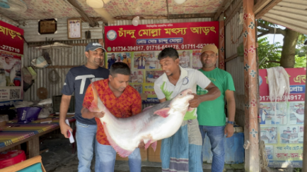 পদ্মার ২৫ কেজির পাঙাস সাড়ে ৬৭ হাজারে বিক্রি