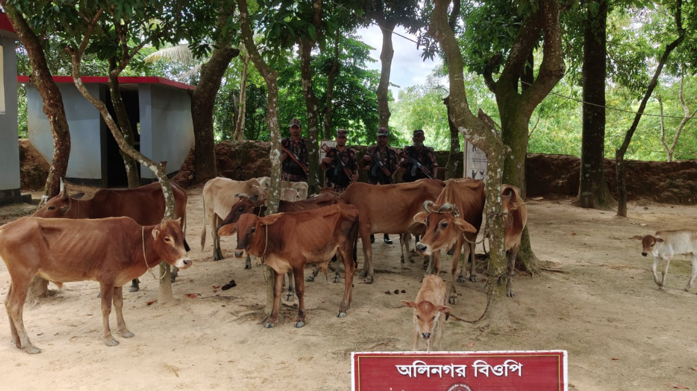 ফেনী সীমান্তে বিপুল পরিমাণ ভারতীয় গাঁজা ও গরু জব্দ