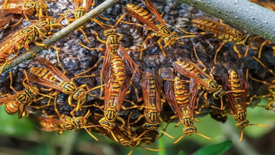 দুর্গাপুরে ভিমরুলের কামড়ে বৃদ্ধার মৃত্যু
