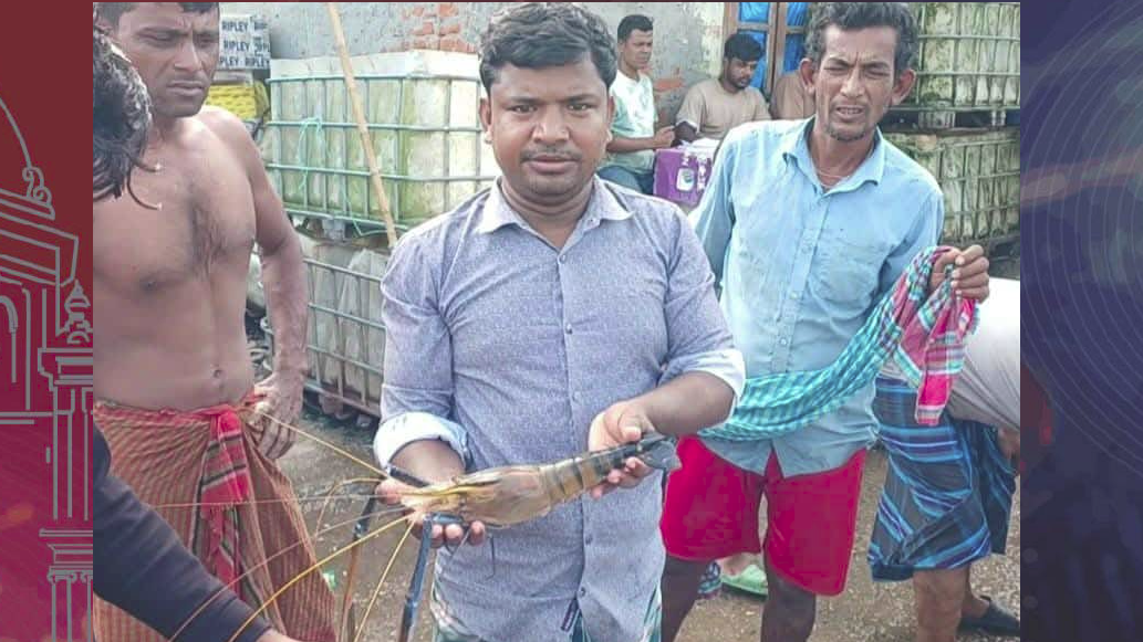 এক চিংড়ির ওজন আধা কেজি!