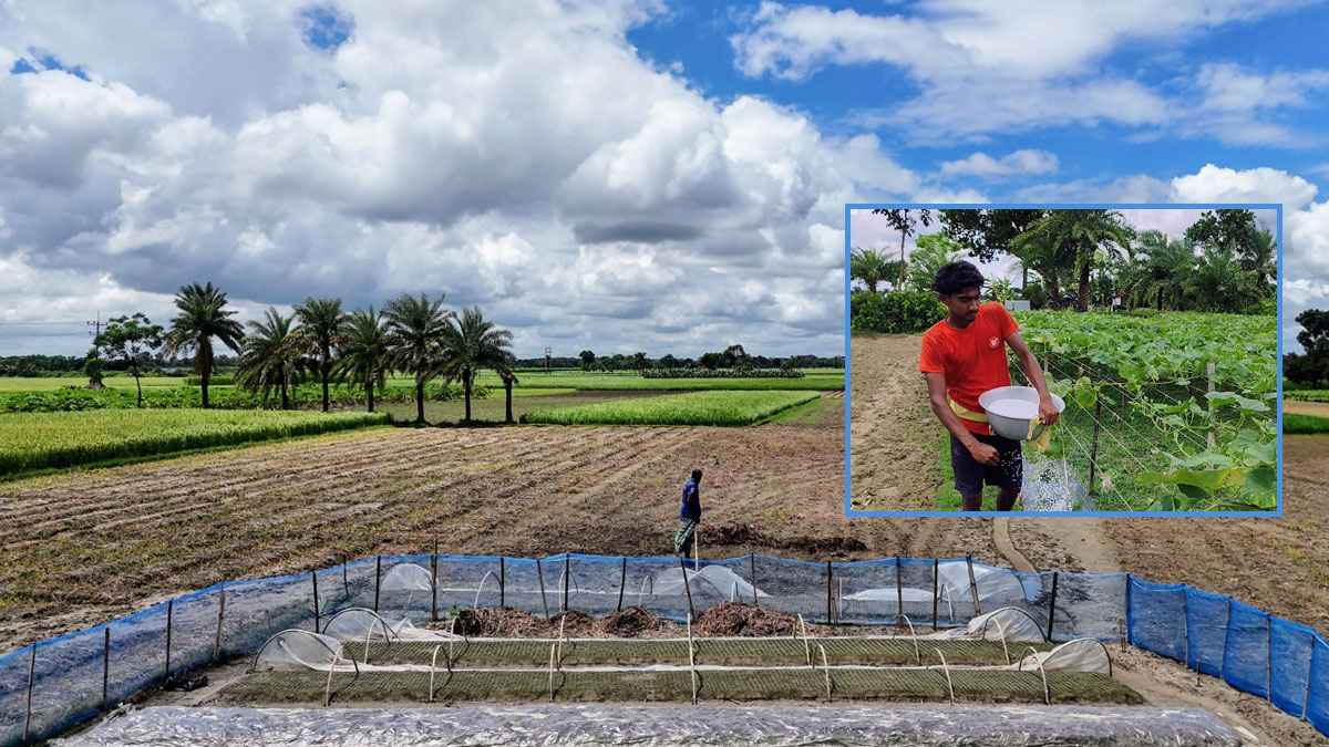 চুয়াডাঙ্গায় ফের তীব্র সারসংকট, সিন্ডিকেটের কবলে কৃষক