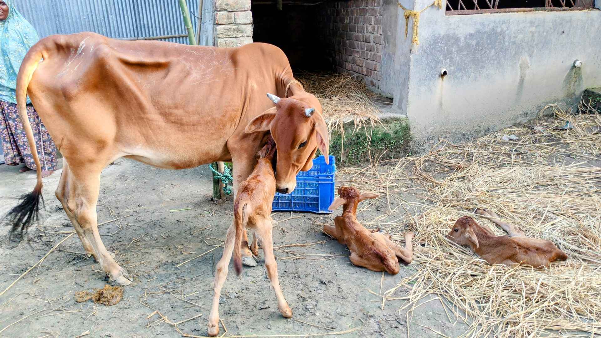 এক গাভি একসঙ্গে জন্ম দিল তিন বাছুর!