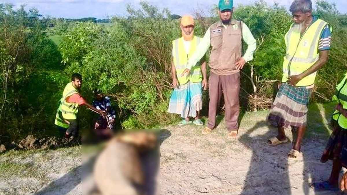 কুয়াকাটা সৈকতে আবারও ভেসে এলো মৃত ইরাবতী ডলফিন