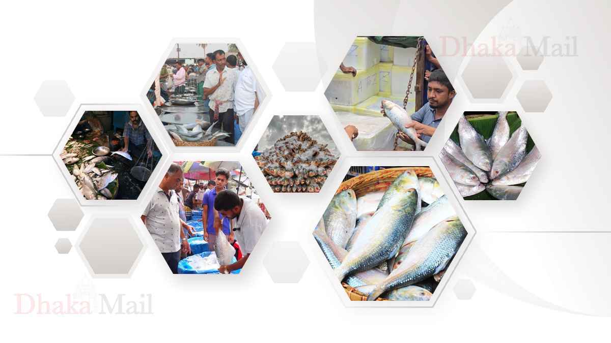 hilsa